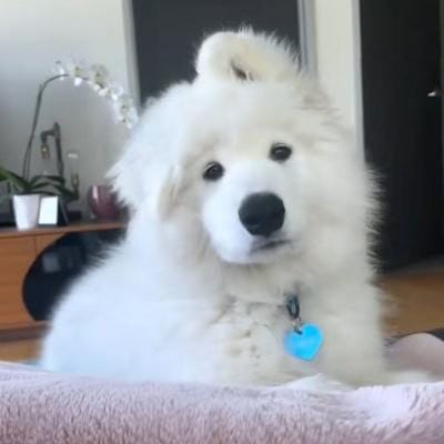 Fajar Nugraha avatar